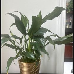 Peace Lily