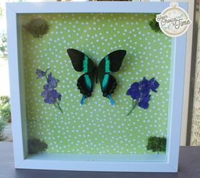 Taxidermy framed art