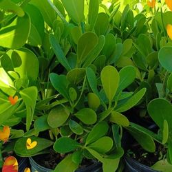Clusia Privacy Hedge Plants 🌿 3gl $4.50