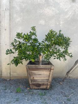 Orange Tree