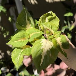 Variegated Coleus Plant 'Green Halo' – 4” Pot 🌿 Bright Lime Green & Cream Leaves