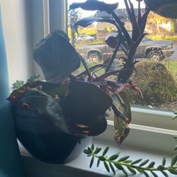 Variety Of Plants Sold Together 