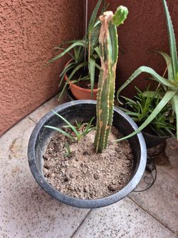 Black Plastic / Resin Planter &Stater Aloe $10