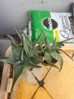 Aloe Vera Plants in Pots $3 each