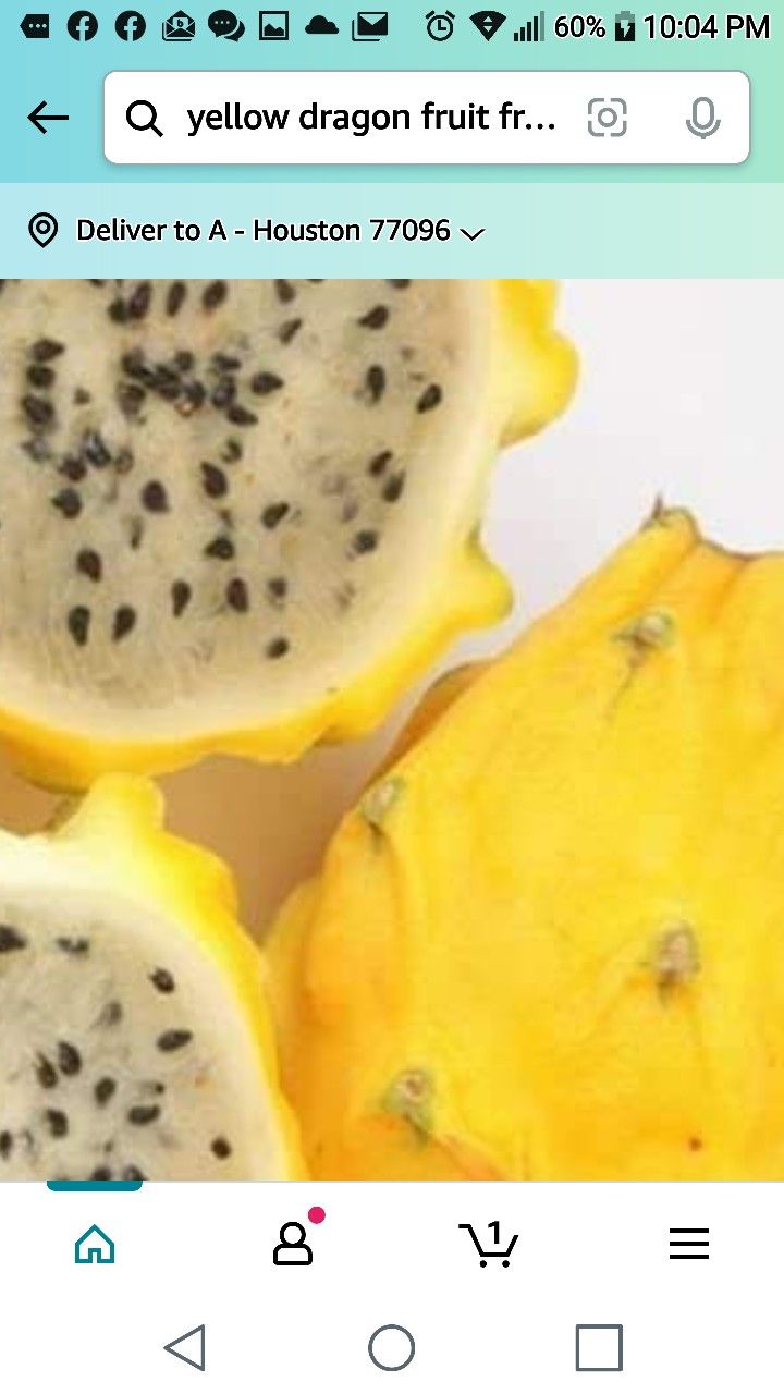 Sweet Yellow Dragon Fruit Seedling Plant Fully Rooted