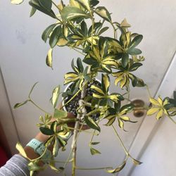 Schefflera With Ceramic Pot Read Description ⬇️