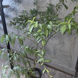 Peach Trees For Sell 