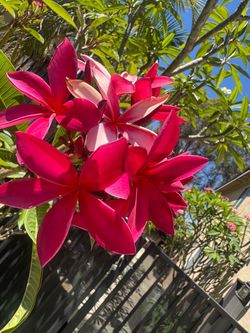 Plumeria