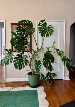 Large Monstera, 7 Feet Tall