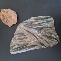 NATURAL ARTIFACTS/FOSSILS