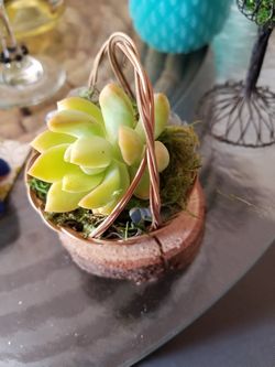 Succulant plant in a basket