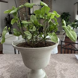 Various Plants For Sale-$8-$20