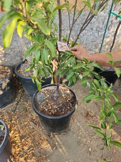 Golden Nectar Plum Tree