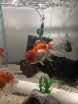 Oranda Sticker