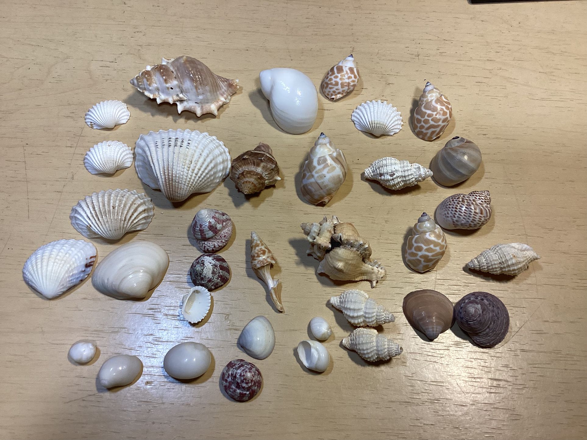 Collection Of 37 Seashells