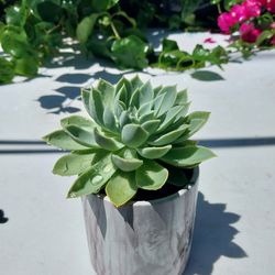 Succulent In A Ceramic Pot
