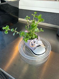 Plant in a planter