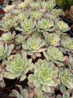 Aeonium Sunburst 