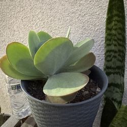 Flapjack Succulent Plant