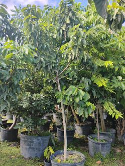 Large fruits trees Sale! $200🥭🍋🥑