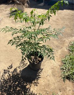 Chinaberry Tree, Persian-Lilac- Fast Growing (Árbol Paraíso)