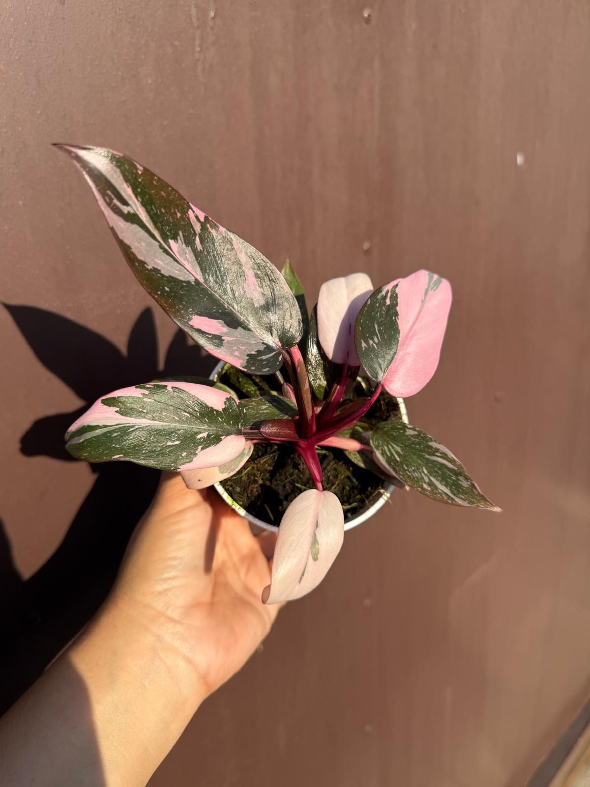 4” pink princess philodendron