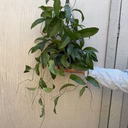 6” Xl Hoya Rigida 