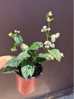 6” bleeding heart plant