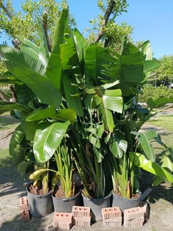 Bird Of Paradise