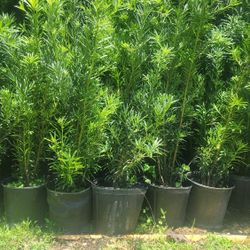 Beautiful Podocarpus Plants For Privacy!!! 3 Feet Tall! Fertilized 