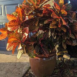 2 HUGE, bautiful healthy Crotons with large Ceramic Pots