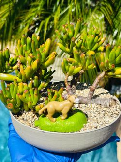 Gollum Jade Succulent Bonsai Arrangement
