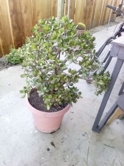 Jade
