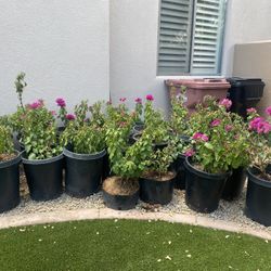 Bougainvilleas -15 gal 