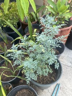 Ruda (Rue) Plant – Healthy Live Herb