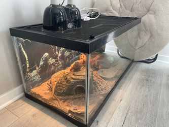 Bearded dragon Tank