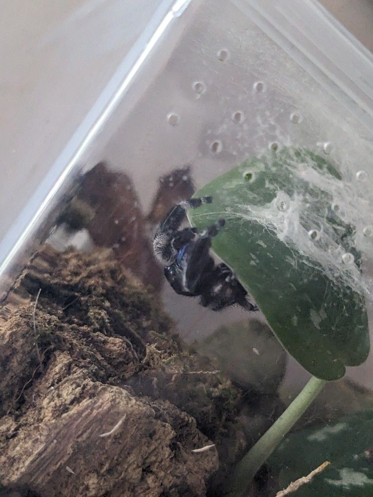 Male Phidippus Regius Jumping Spider