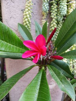 Beutiful red plumeria