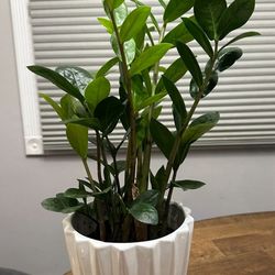 Potted ZZ Plant-6” Pot