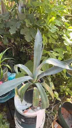 Agave  🌱