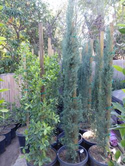 Italian Cypress (6FT)15GL