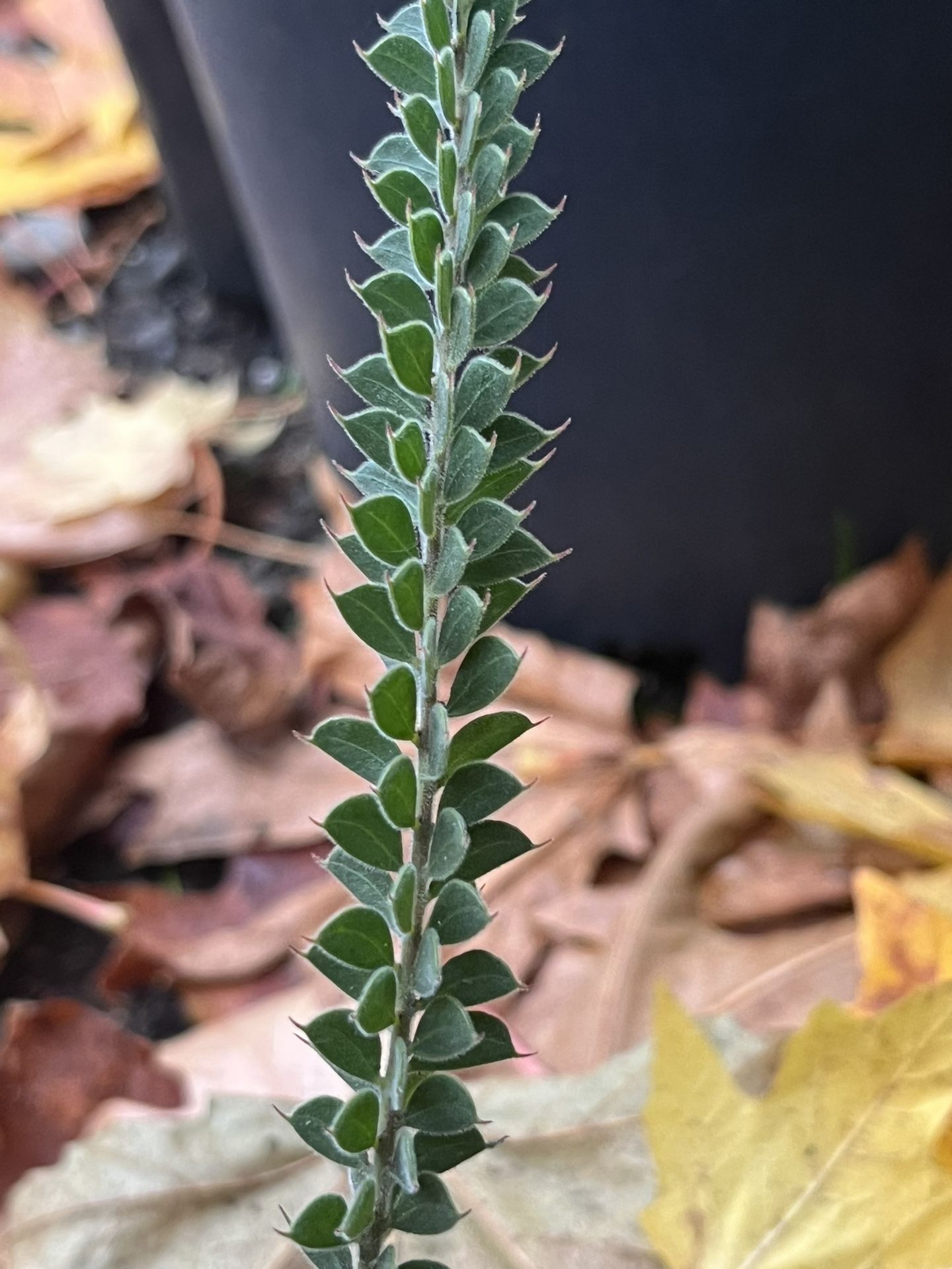 LIVE Acacia vestita Starter Plant