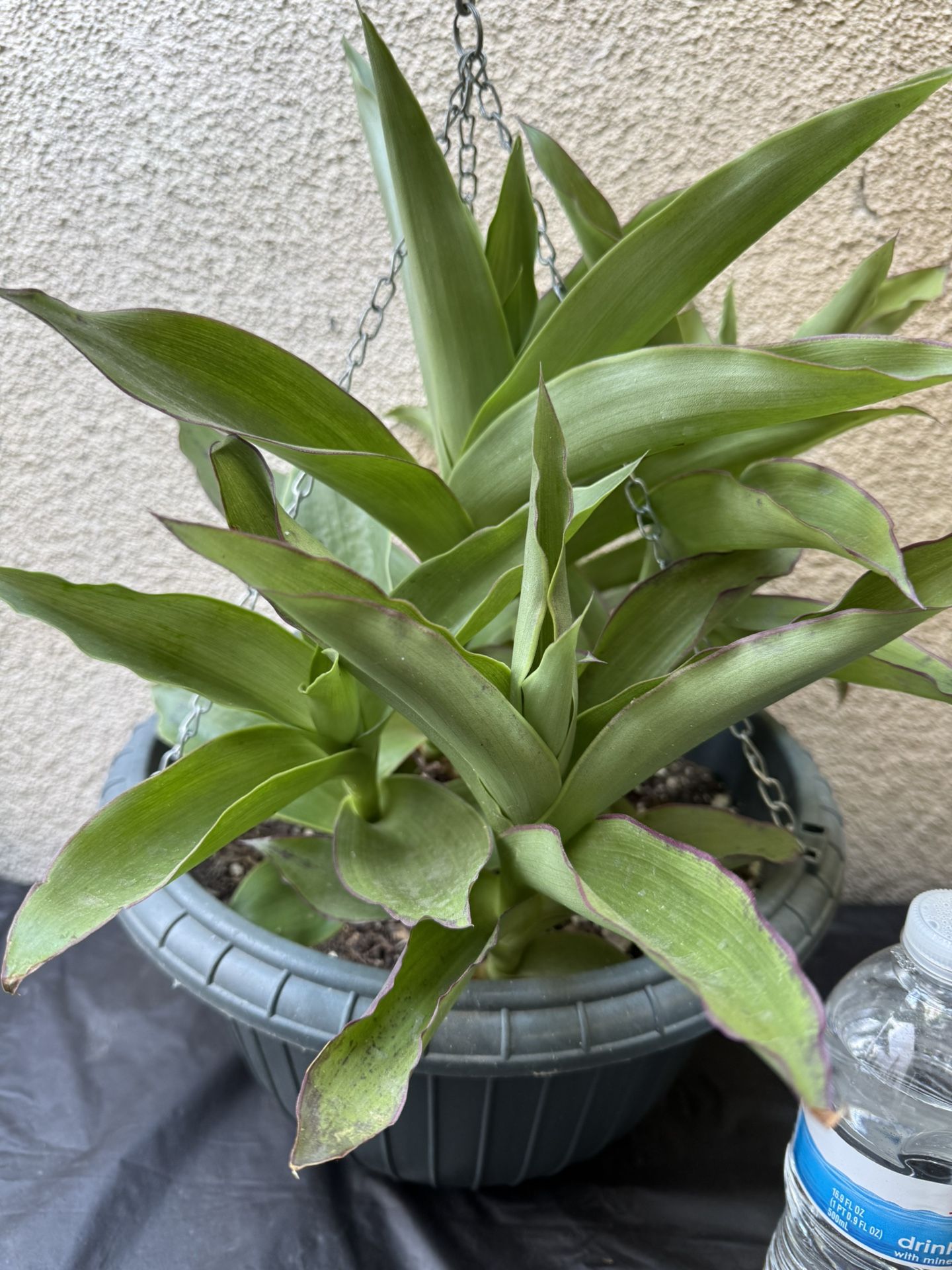 Callisia Fragans Plant