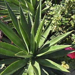 Agave Succulent$15. 
