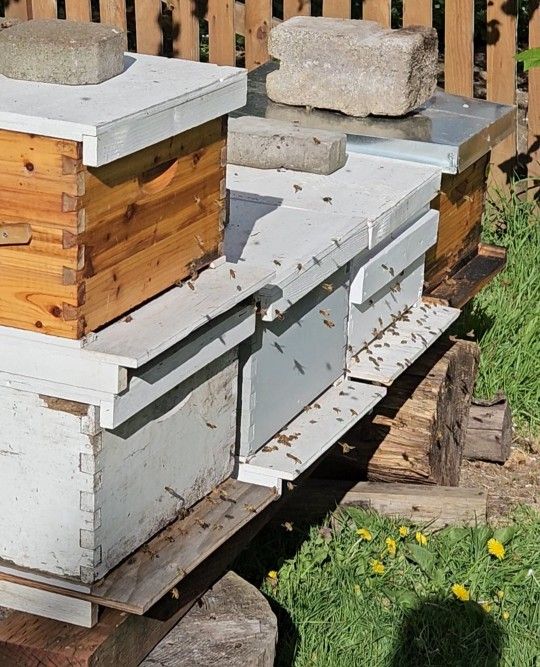 Bee Nuc Families