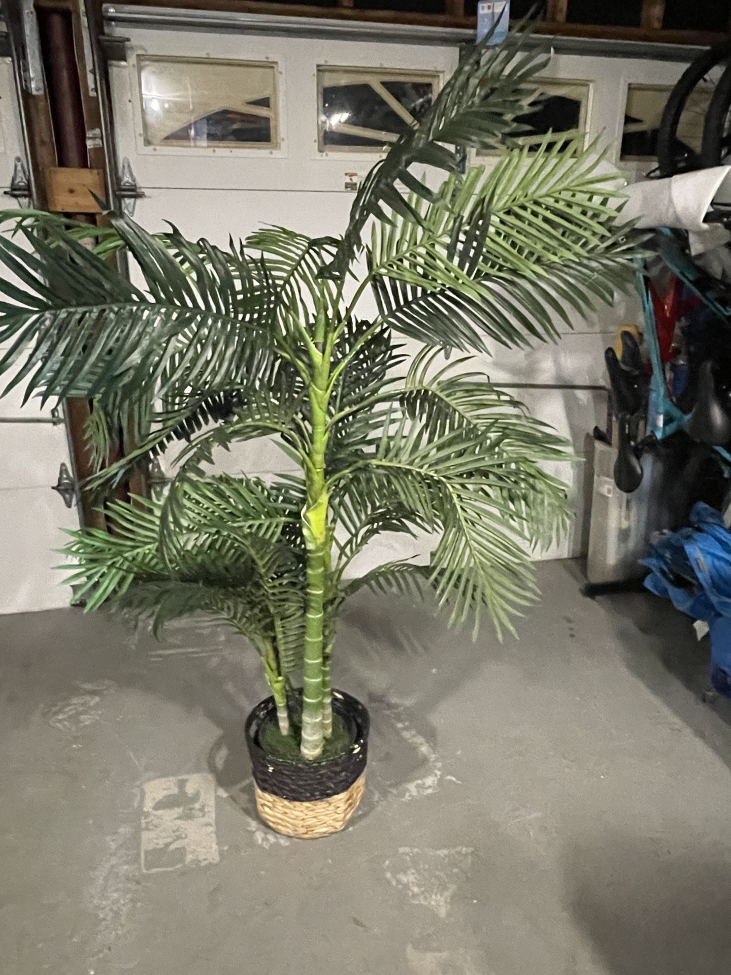 Banboo Looking Plant