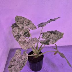 Large Alocasia Blizzard Variegated 1 Gallon Pot