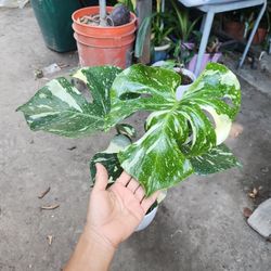 Monstera ( Thai)