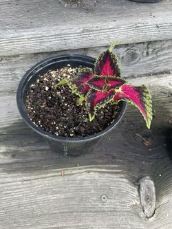 Coleus Starter Plant 