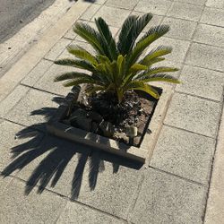 Sego palm